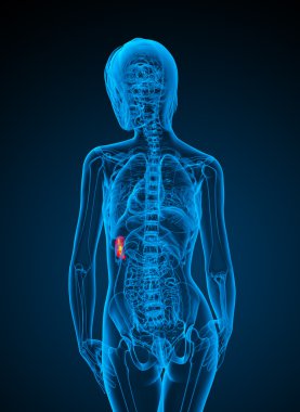 3D render Medikal illüstrasyon dalak 