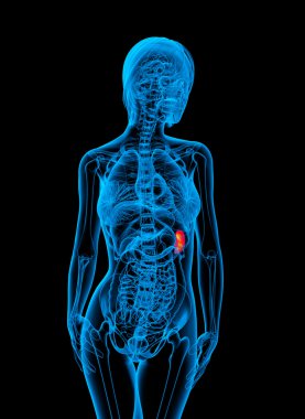 3D render Medikal illüstrasyon dalak 