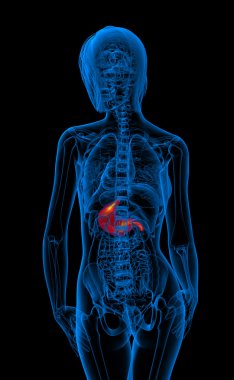 3D render Medikal illüstrasyon insan mide