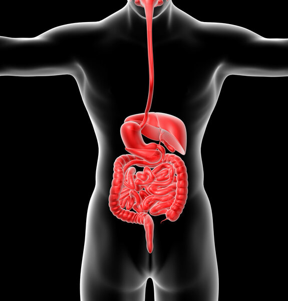3d render medical illustration of the human digestive system