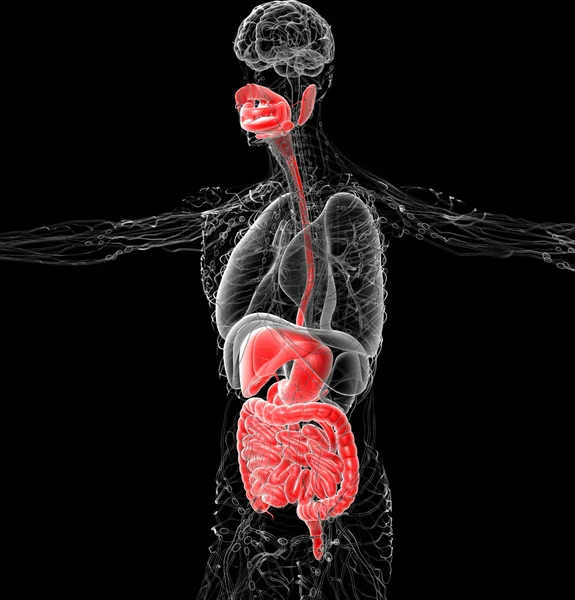 3d rendre illustration médicale du système digestif humain — Photo