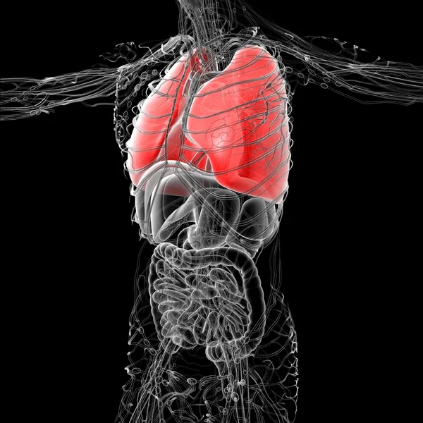 Ilustración médica 3D del pulmón humano — Foto de Stock
