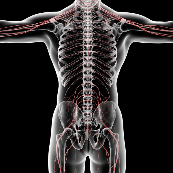 3d rendered illustration of the male nervous system — Stock Photo, Image