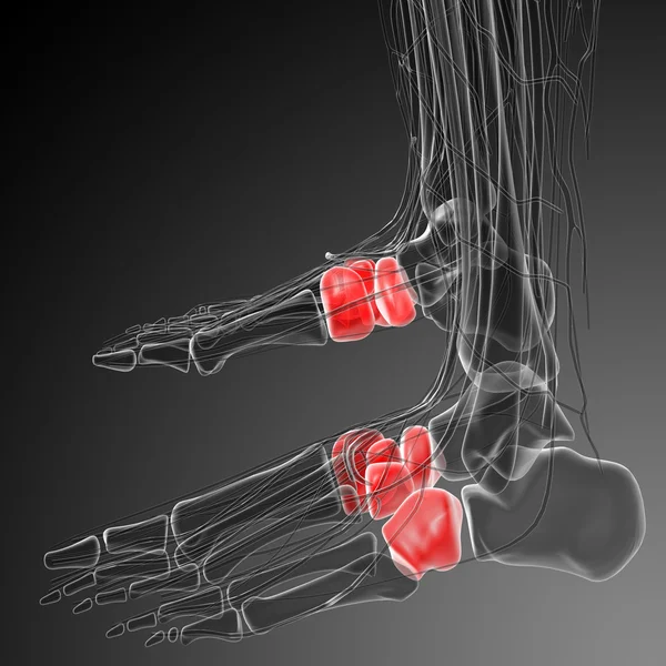 3d render ilustrasi medis tulang kaki tengah — Stok Foto
