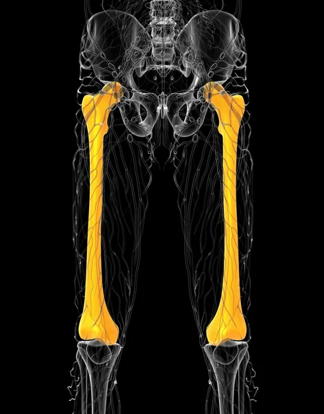 3D göra medicinsk illustration av lårbenet ben — Stockfoto