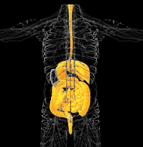 3d rendere illustrazione medica del sistema digestivo umano — Foto Stock