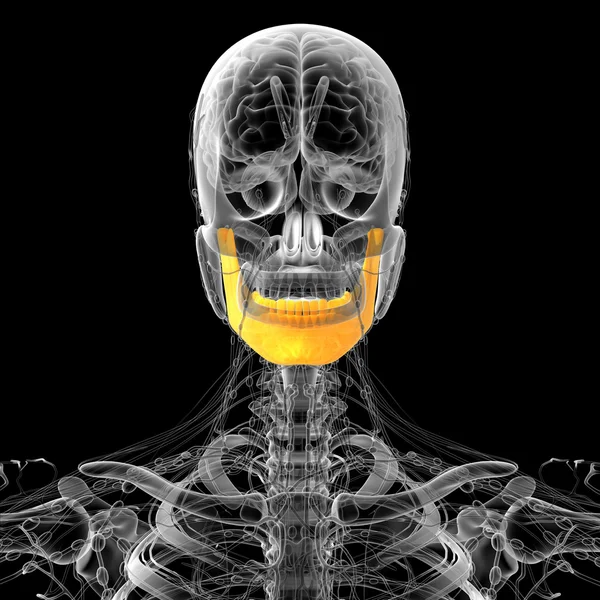 3d rendere illustrazione medica dell'osso della mascella — Foto Stock