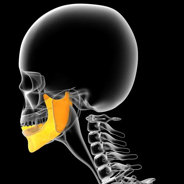 3D göra medicinsk illustration av käkbenet — Stockfoto