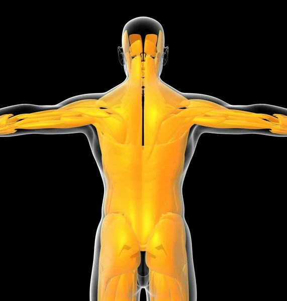 3D-Darstellung der medizinischen Darstellung des menschlichen Muskels — Stockfoto