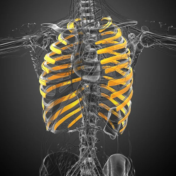 Illustration médicale en 3D de la cage thoracique — Photo