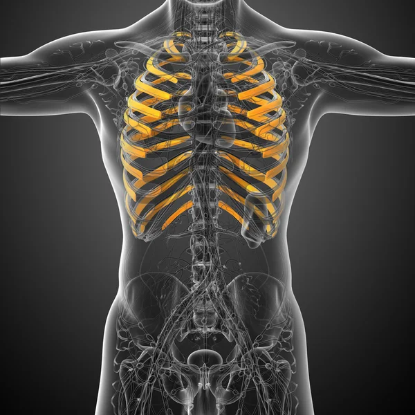 3d render medical illustration of the ribcage — Stock Photo, Image