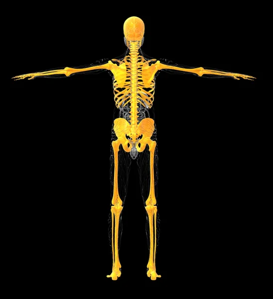 3D medical illustration of the human skeleton — Stock Photo, Image