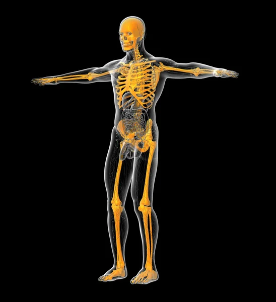 3D medicinsk illustration av det mänskliga skelettet — Stockfoto