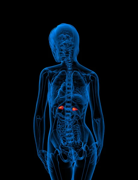 3d tornar ilustração médica da adrenal — Fotografia de Stock