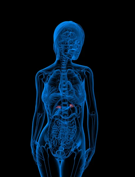 3D göra medicinsk illustration av adrenal — Stockfoto