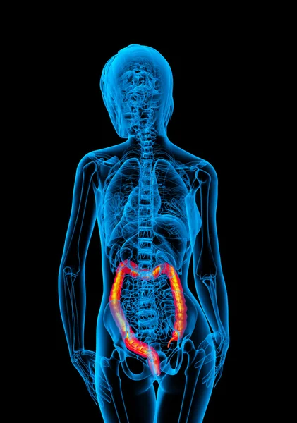 3d rendre illustration médicale de l'intestin larg humain — Photo