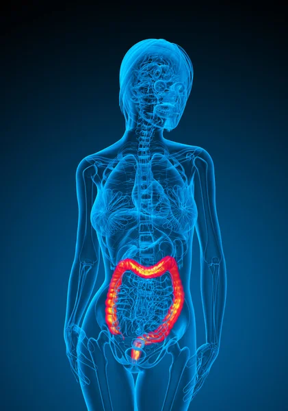 3d визуализировать медицинскую иллюстрацию кишечника человека — стоковое фото