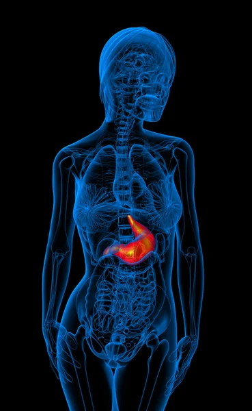 ヒトの胃の 3 d レンダリングの医療イラスト — ストック写真