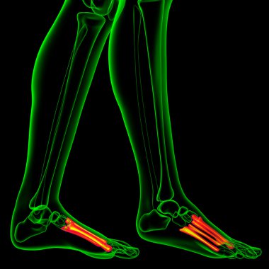 3D render Medikal illüstrasyon metatarsal kemik 
