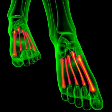 3D render Medikal illüstrasyon metatarsal kemik 