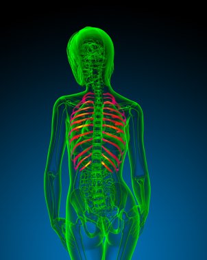 Göğüs kafesi 3D render tıbbi çizimi