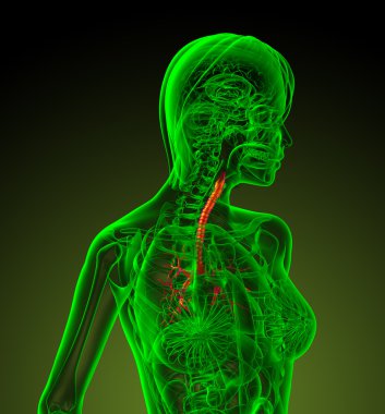 3D render Medikal illüstrasyon insan bronşlar 