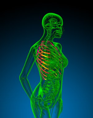 Göğüs kafesi 3D render tıbbi çizimi