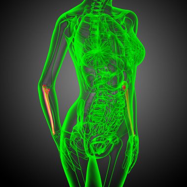 dirsek kemiği kemik 3D render tıbbi çizimi 