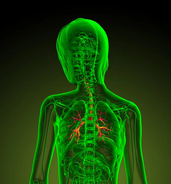 3-я медицинская иллюстрация бронхов человека — стоковое фото