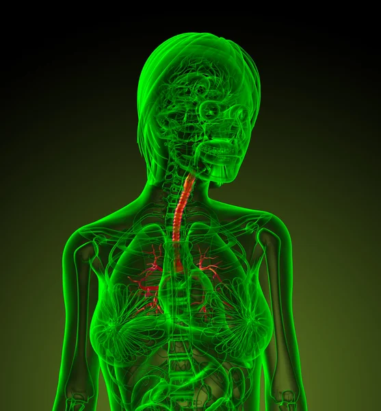 3d face ilustrație medicală a bronhiilor umane — Fotografie, imagine de stoc