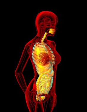 sindirim sistemi ve solunum sistemi