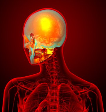 insan sull 3D render tıbbi çizimi 