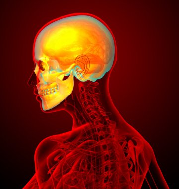 insan sull 3D render tıbbi çizimi 