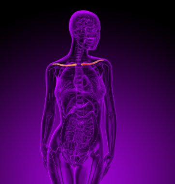 Köprücük kemiğin 3D render Medikal illüstrasyon