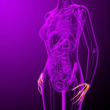 3D render Medikal illüstrasyon palm kemik 