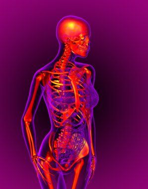 iskeletin 3D render Medikal illüstrasyon 