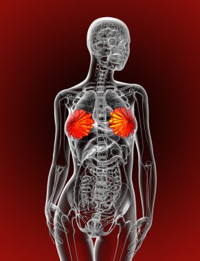 3D render Medikal illüstrasyon insan meme 