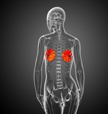 3D render Medikal illüstrasyon insan meme 