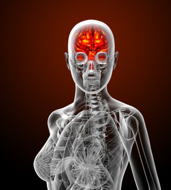 3D render Medikal illüstrasyon insan beyninin 