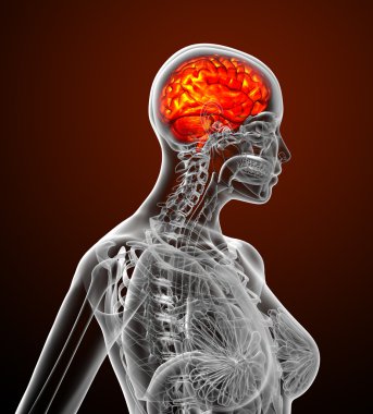 3D render Medikal illüstrasyon insan beyninin 