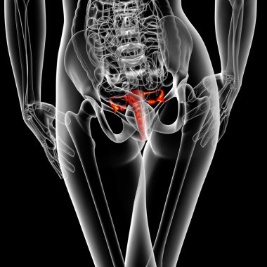 3D render Medikal illüstrasyon üreme sisteminin