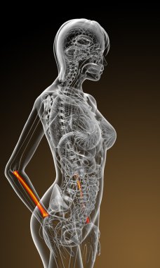 radius kemik 3D render tıbbi çizimi