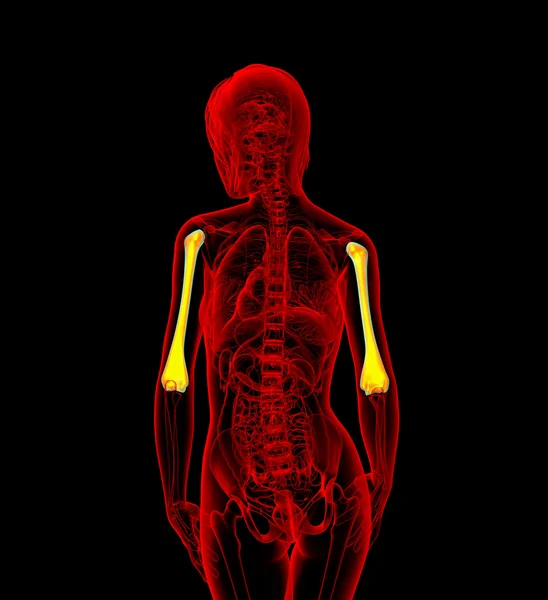 3d gjort illustration af den kvindelige humerus knogle - Stock-foto