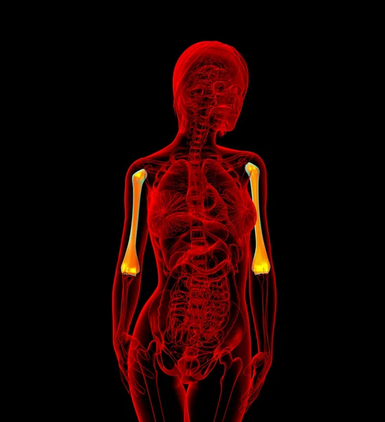 3D wytopione ilustracja kości ramiennej kobiece — Zdjęcie stockowe