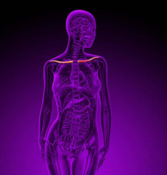 Köprücük kemiğin 3D render Medikal illüstrasyon