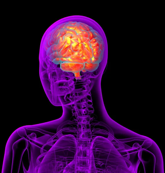 Beynin 3 boyutlu medikal çizimi — Stok fotoğraf