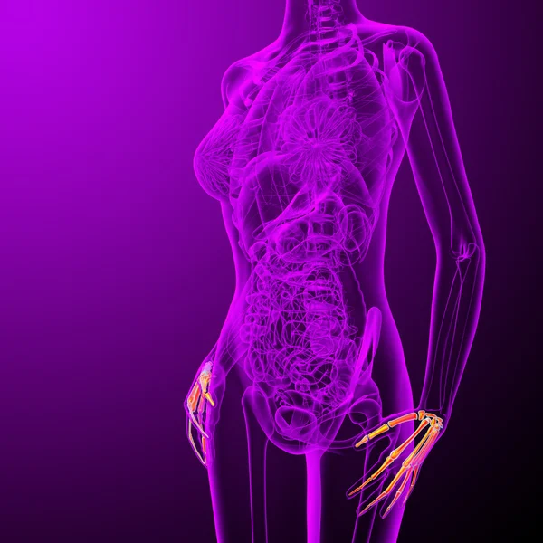 3D render Medikal illüstrasyon palm kemik 