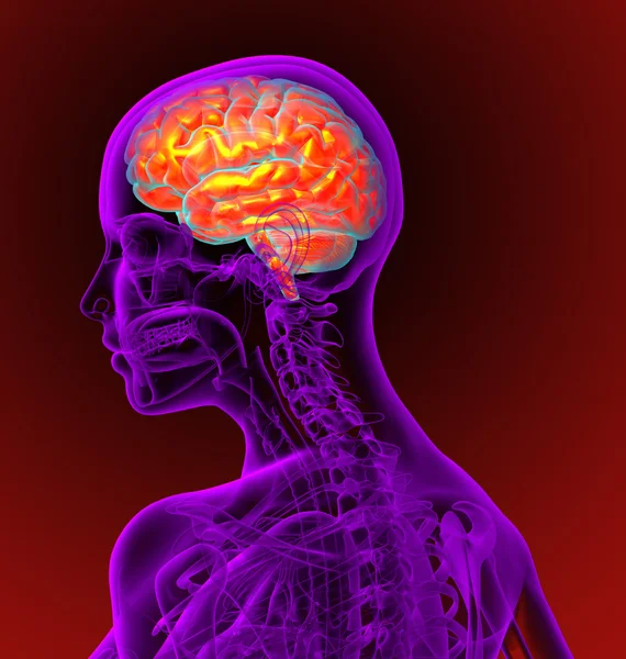 3d rendere illustrazione medica del cervello — Foto Stock