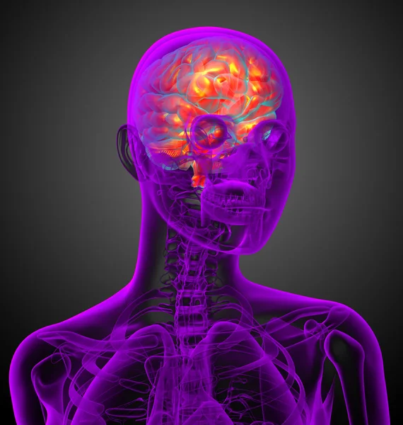 Beynin 3 boyutlu medikal çizimi 