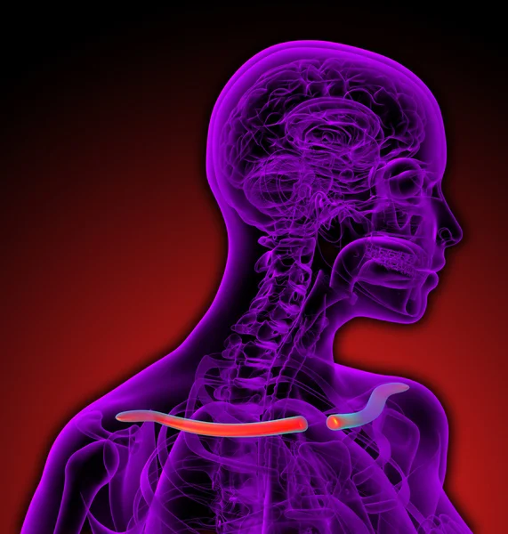 3d tornar ilustração médica do osso da clavícula — Fotografia de Stock